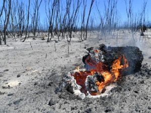 Последствия пожара на острове Кенгуру